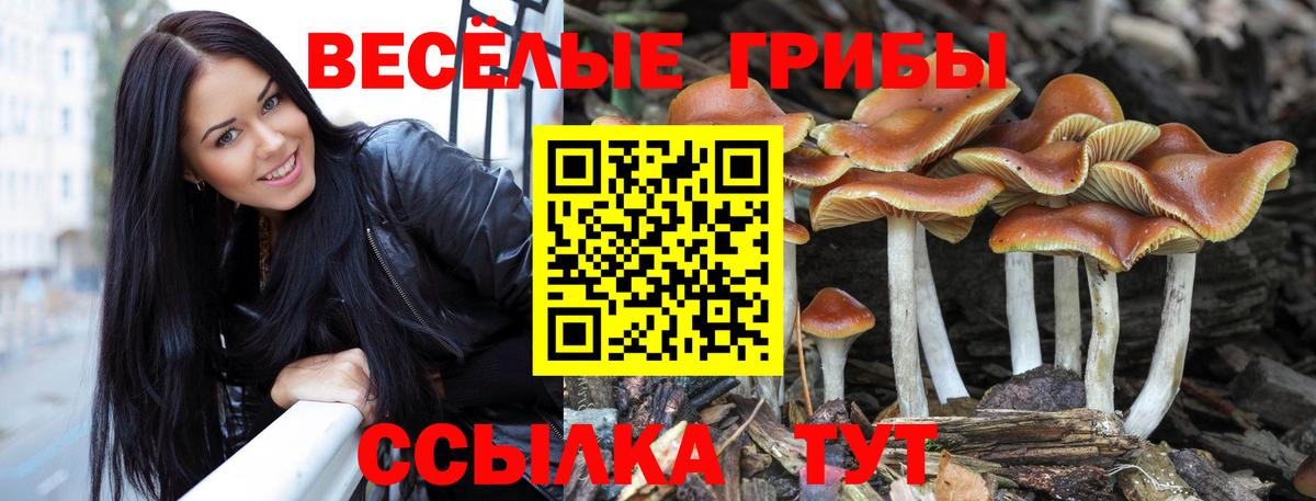 Псилоцибиновые грибы Cubensis  Галлюциногенные грибы Psilocybine cubensis  где купить   Вход с VPN  Дмитров 